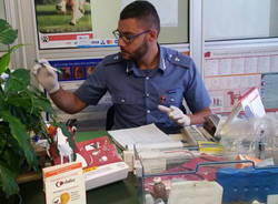 carabinieri sequestro veterinario laveno mombello