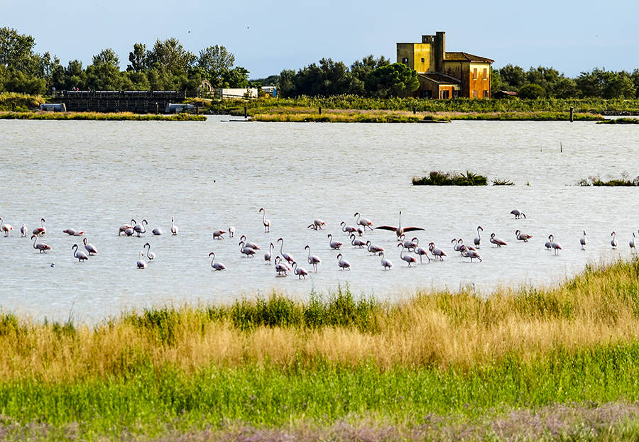 Le Valli di Comacchio