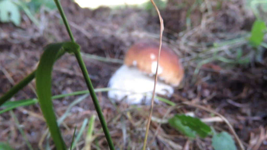 Boletus edulis raccolta del 16 Agosto 2016