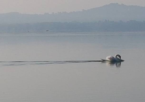 Alba sul Lago di Varese