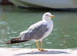 Cesenatico e Gatteo Mare