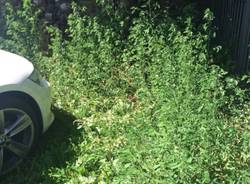 Degrado parcheggi Aci a Varese