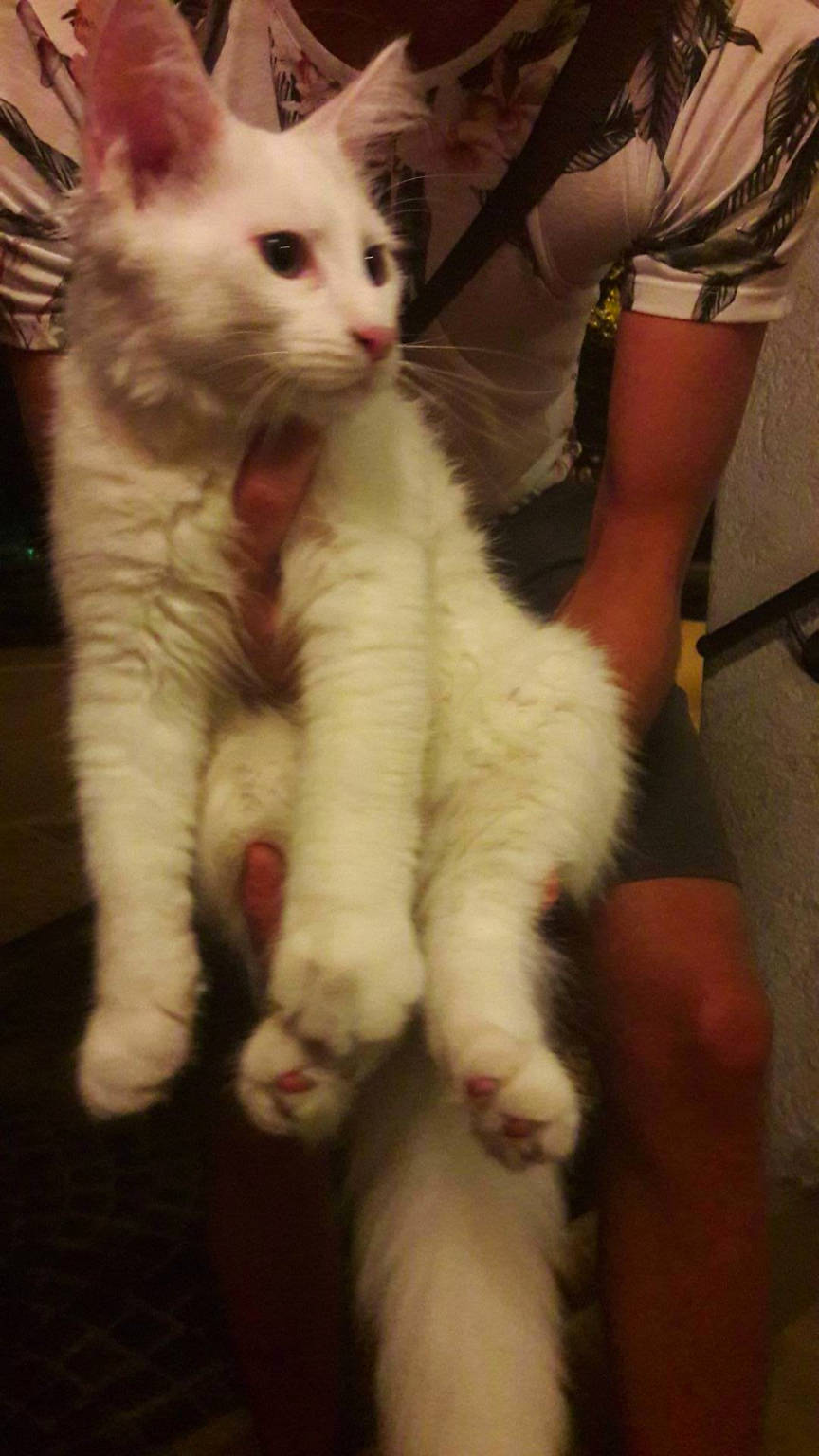 gatto