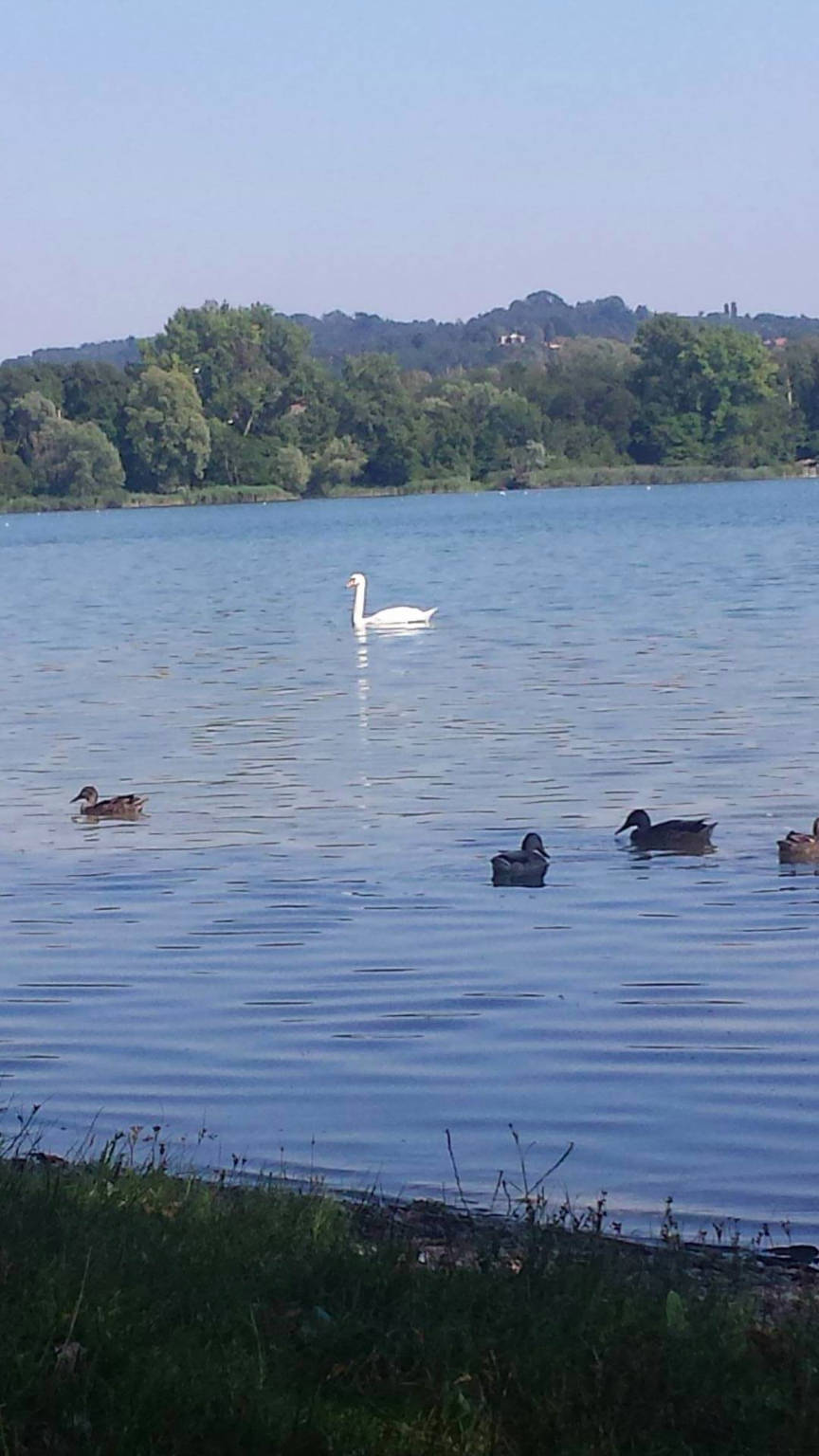 Gavirate a Ferragosto