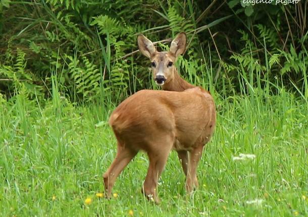 Il buongiorno del capriolo
