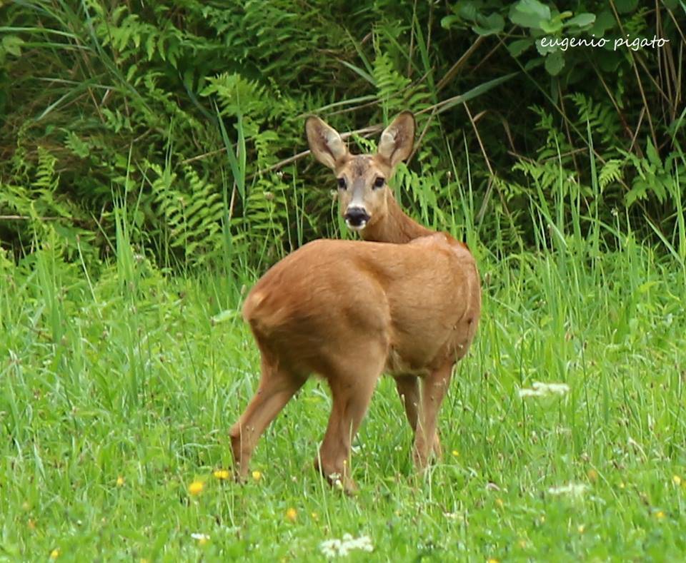 Il buongiorno del capriolo