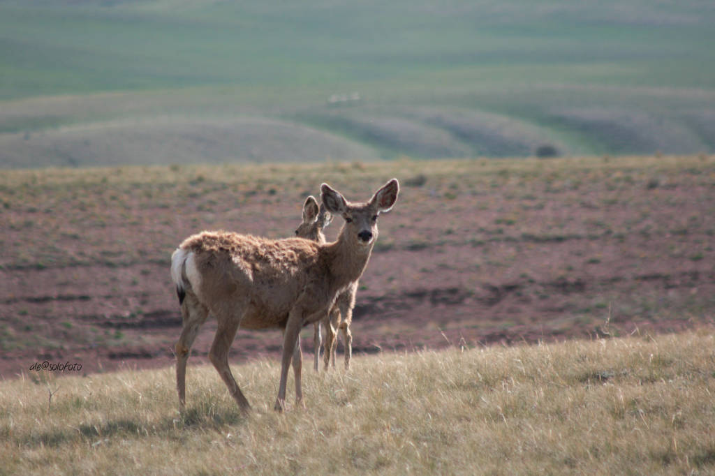 In un ranch del Montana