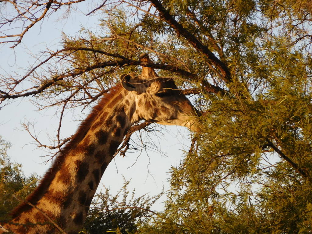 L'Africa che fa sognare