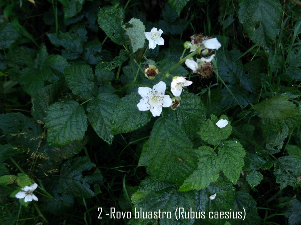 la scutellaria palustre