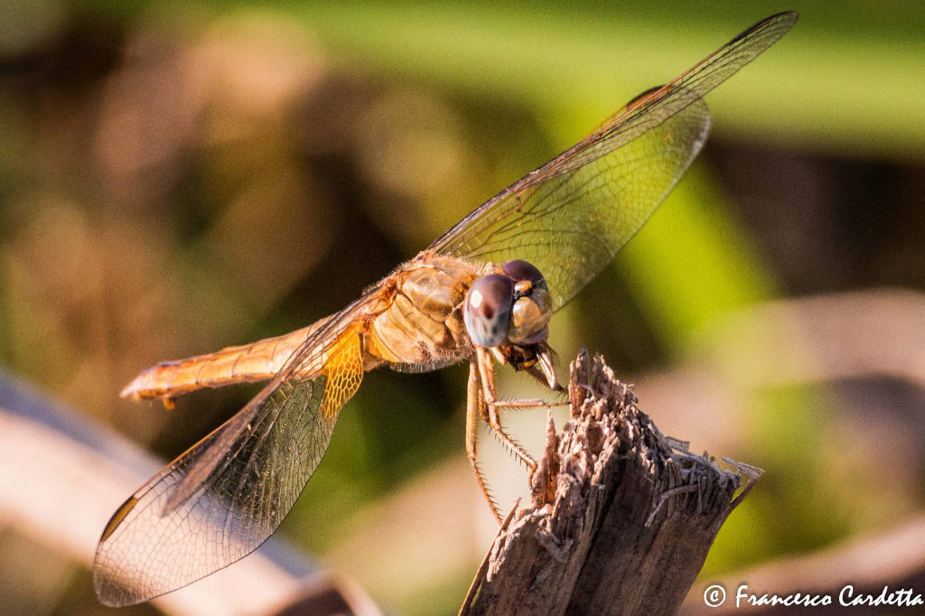 Libellula