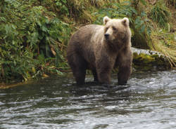 Nella splendida Alaska