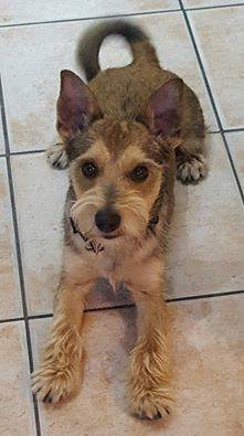 Pippo è scomparso