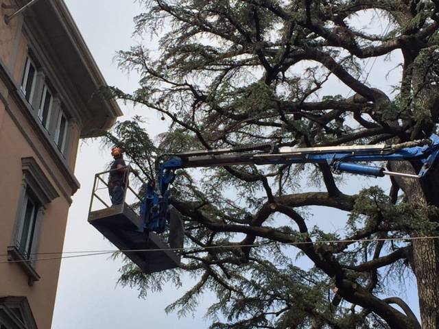 Prime cure al piantone