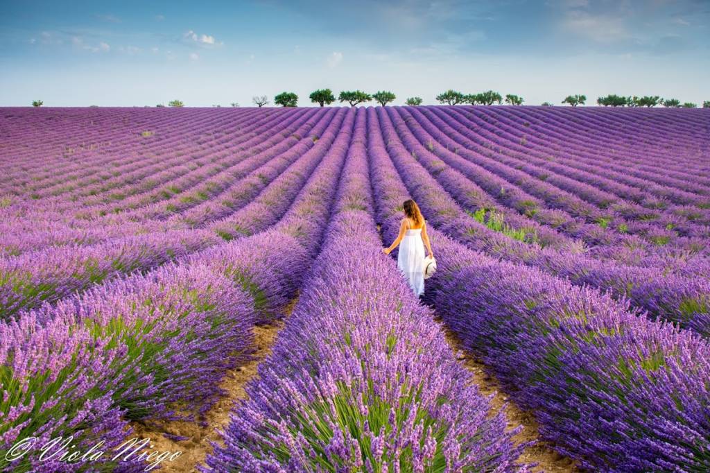 Provenza