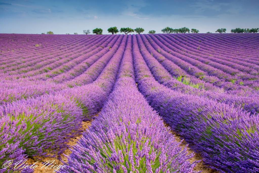Provenza