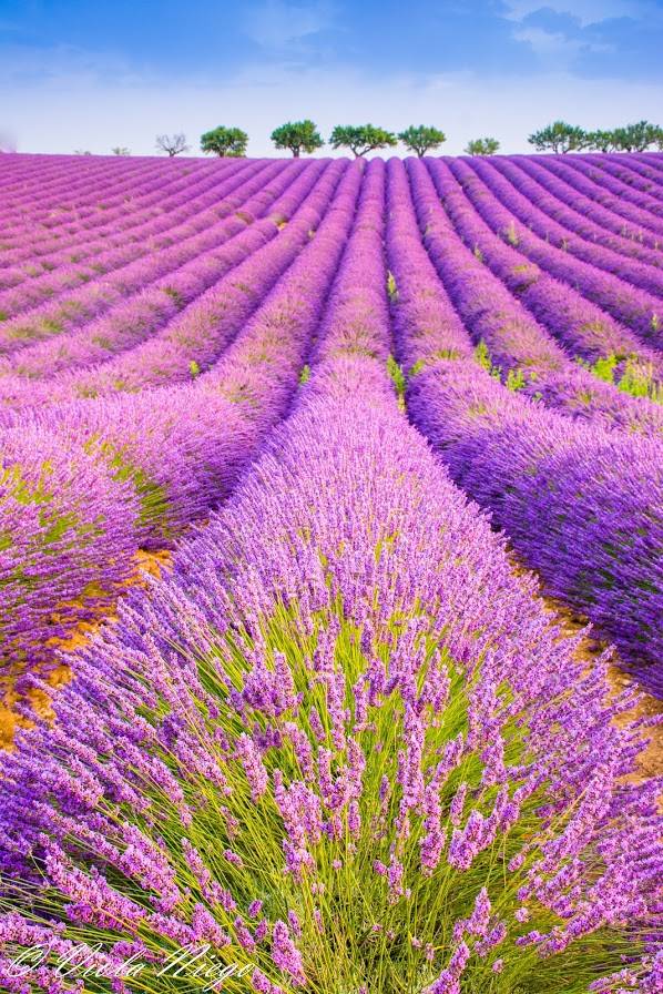 Provenza