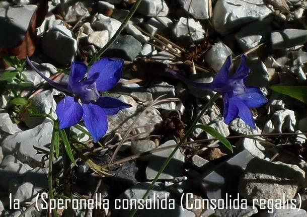 speronella consolida