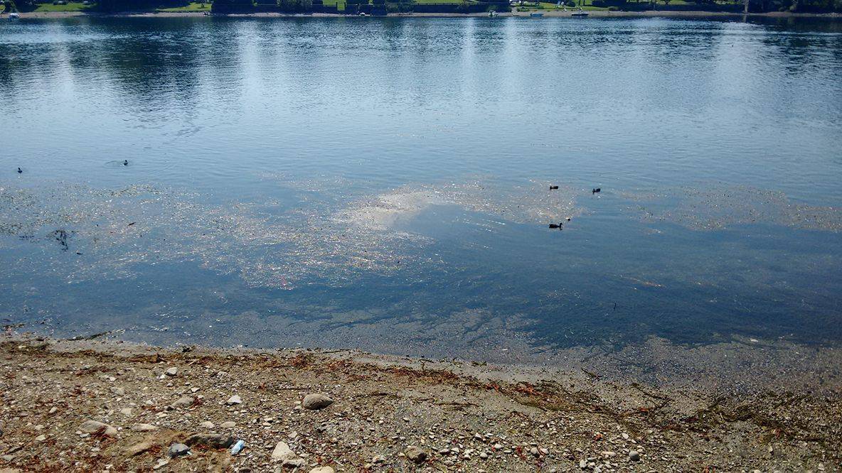 Ticino sporco e meleodorante