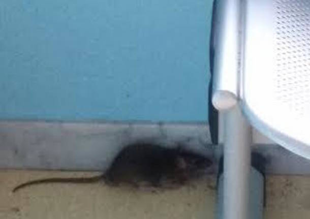 topo in sala d'attesa