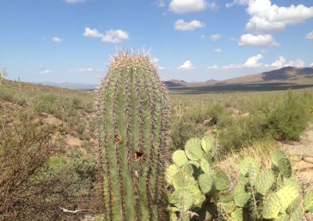 Tra i cactus dell'Arizona