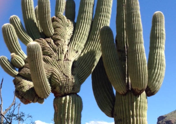 Tra i cactus dell’Arizona