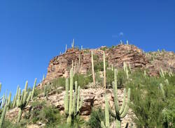 Tra i cactus dell'Arizona