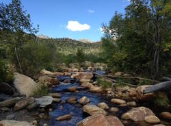 Tra i cactus dell'Arizona