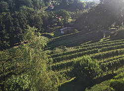 Un vino "da stellati " ad Azzate