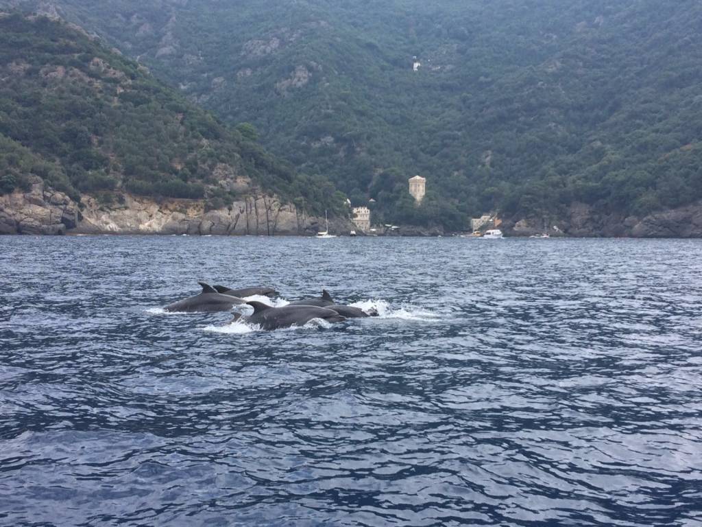 delfini nel mare