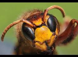 varie animali