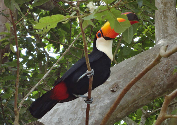 Paesaggi e animali in Argentina