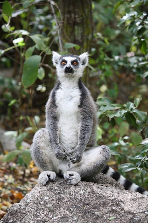 Viaggio in Madagascar