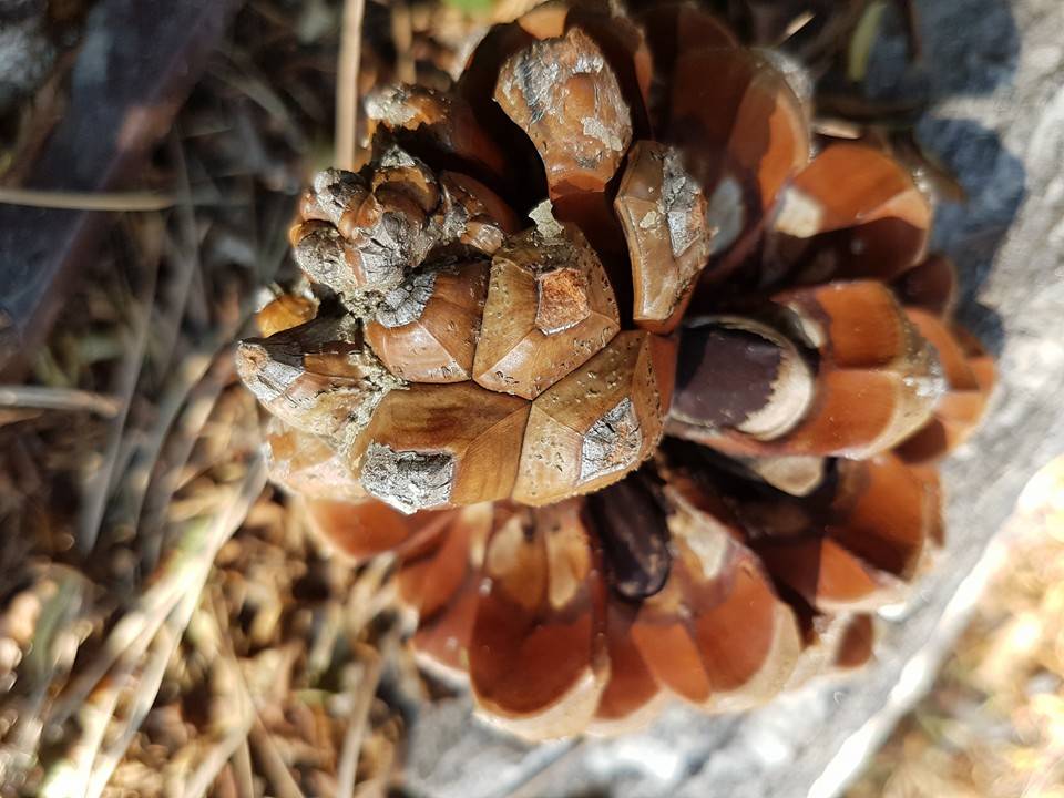autunno clara comolli