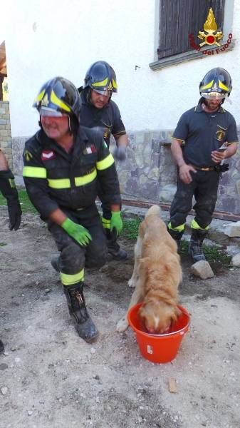 Cane salvato dalle macerie del terremoto