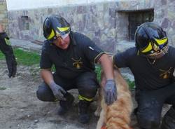 Cane salvato dalle macerie del terremoto