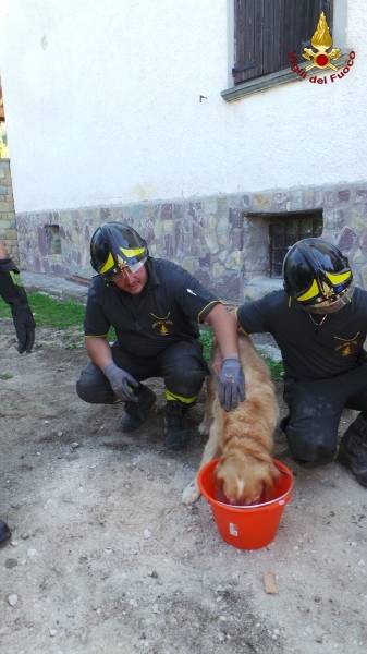 Cane salvato dalle macerie del terremoto