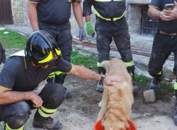 Cane salvato dalle macerie del terremoto