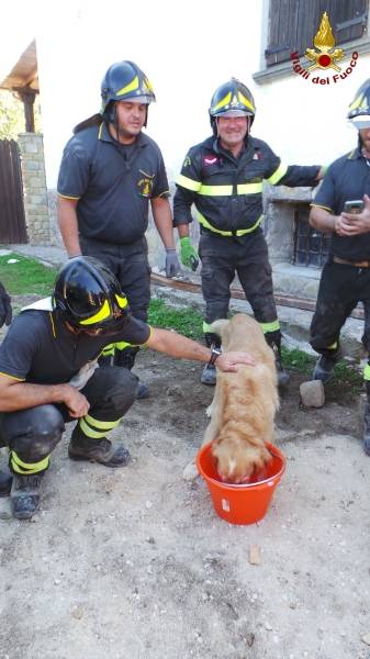 Cane salvato dalle macerie del terremoto