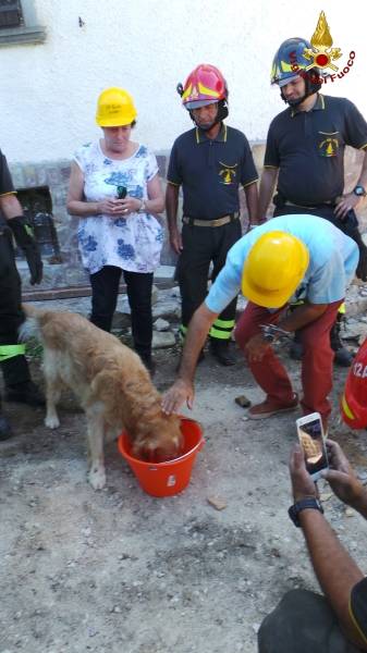 Cane salvato dalle macerie del terremoto