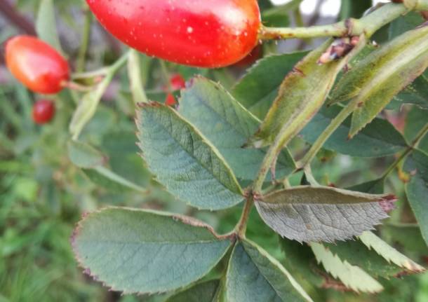 Bacche, radici ed erbe commestibili, Nutrirsi con la natura,Cosmesi naturale