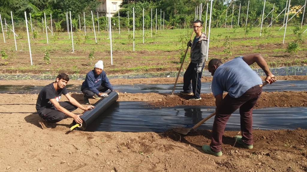 I migranti diventano agricoltori