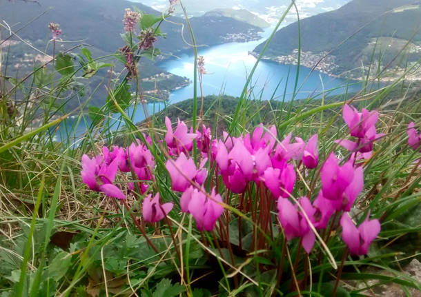 Ciclamini vista lago