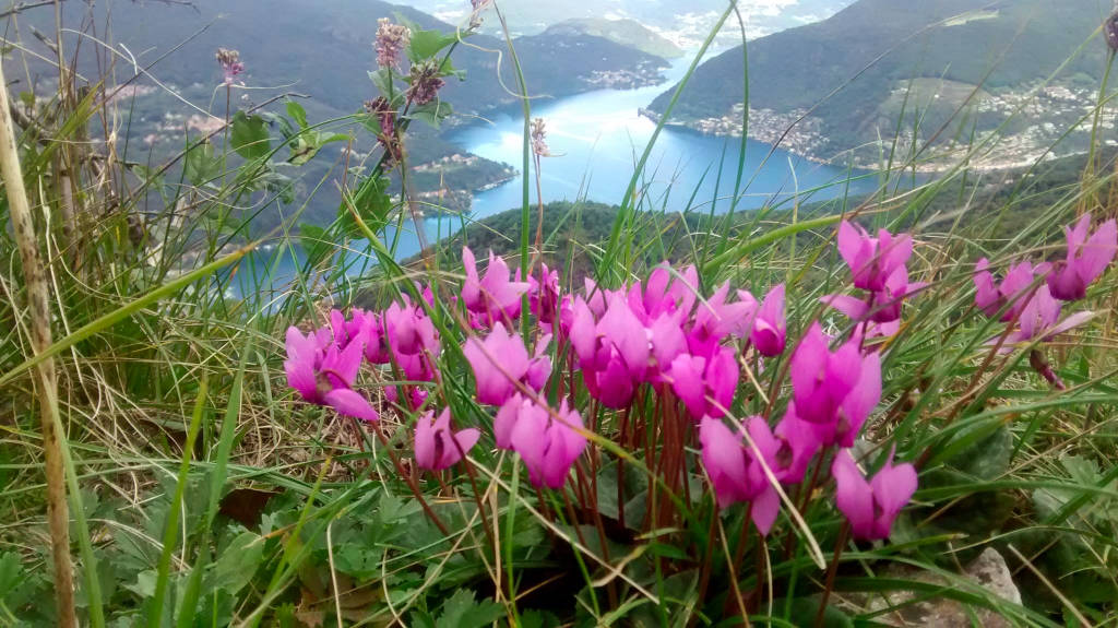 Ciclamini vista lago