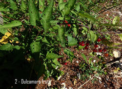 Dulcamara