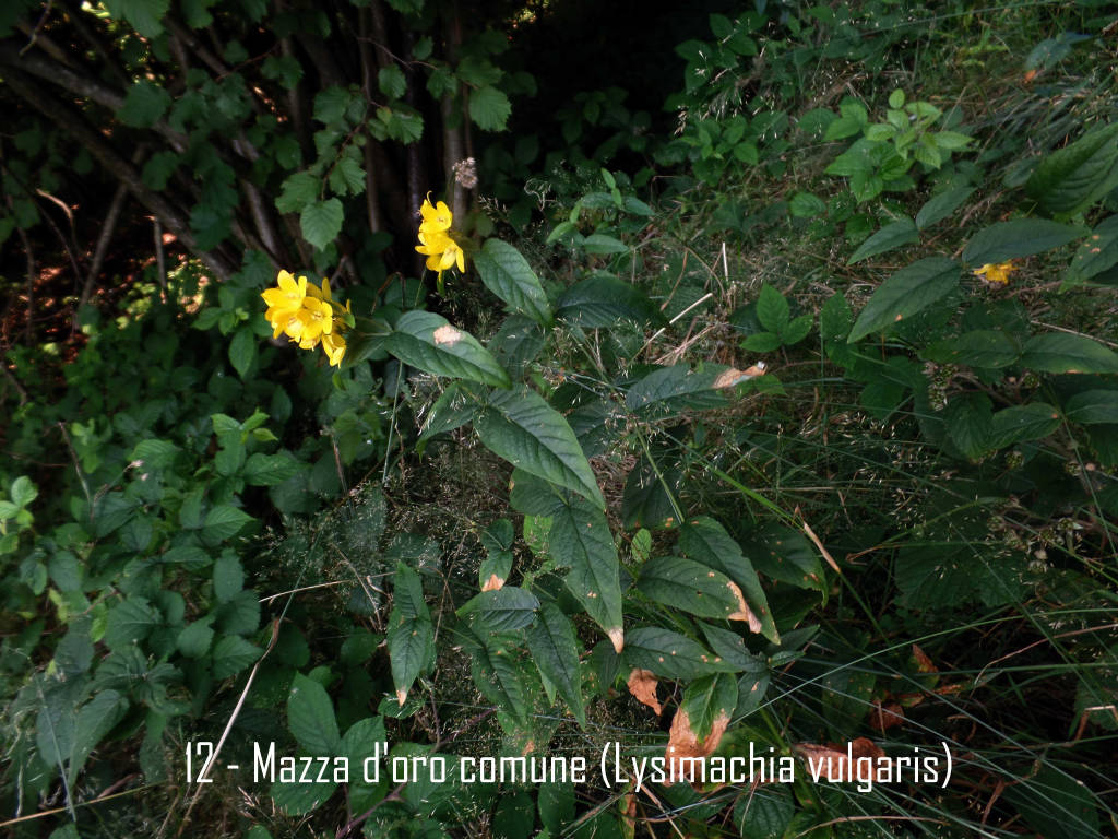 Dulcamara