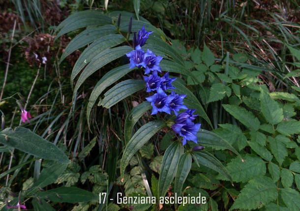 La Dulcamara di Teresio