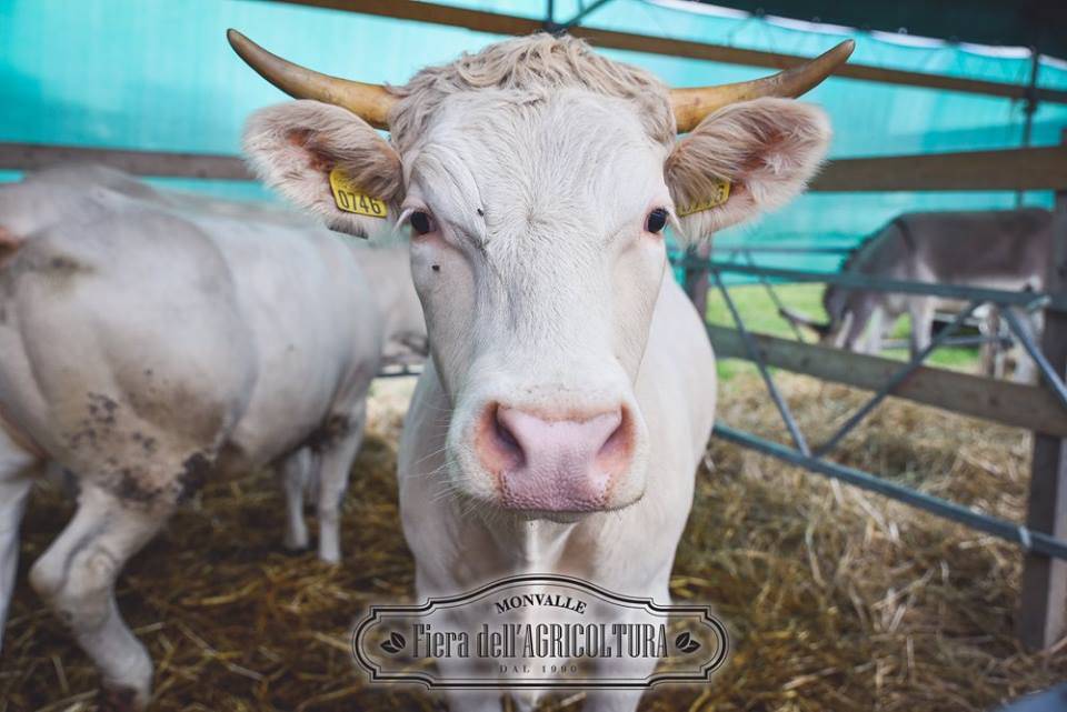 fiera degli agricoltori monvalle