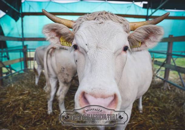 fiera degli agricoltori monvalle