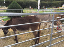 I cuccioli ad AgriVarese