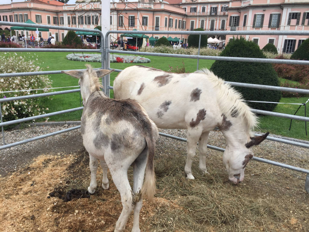 I cuccioli ad AgriVarese